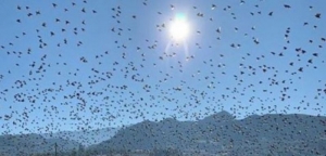 Το εντυπωσιακό θέαμα με τα πουλιά που μεταναστεύουν από το Ρίο (φωτο - βίντεο)