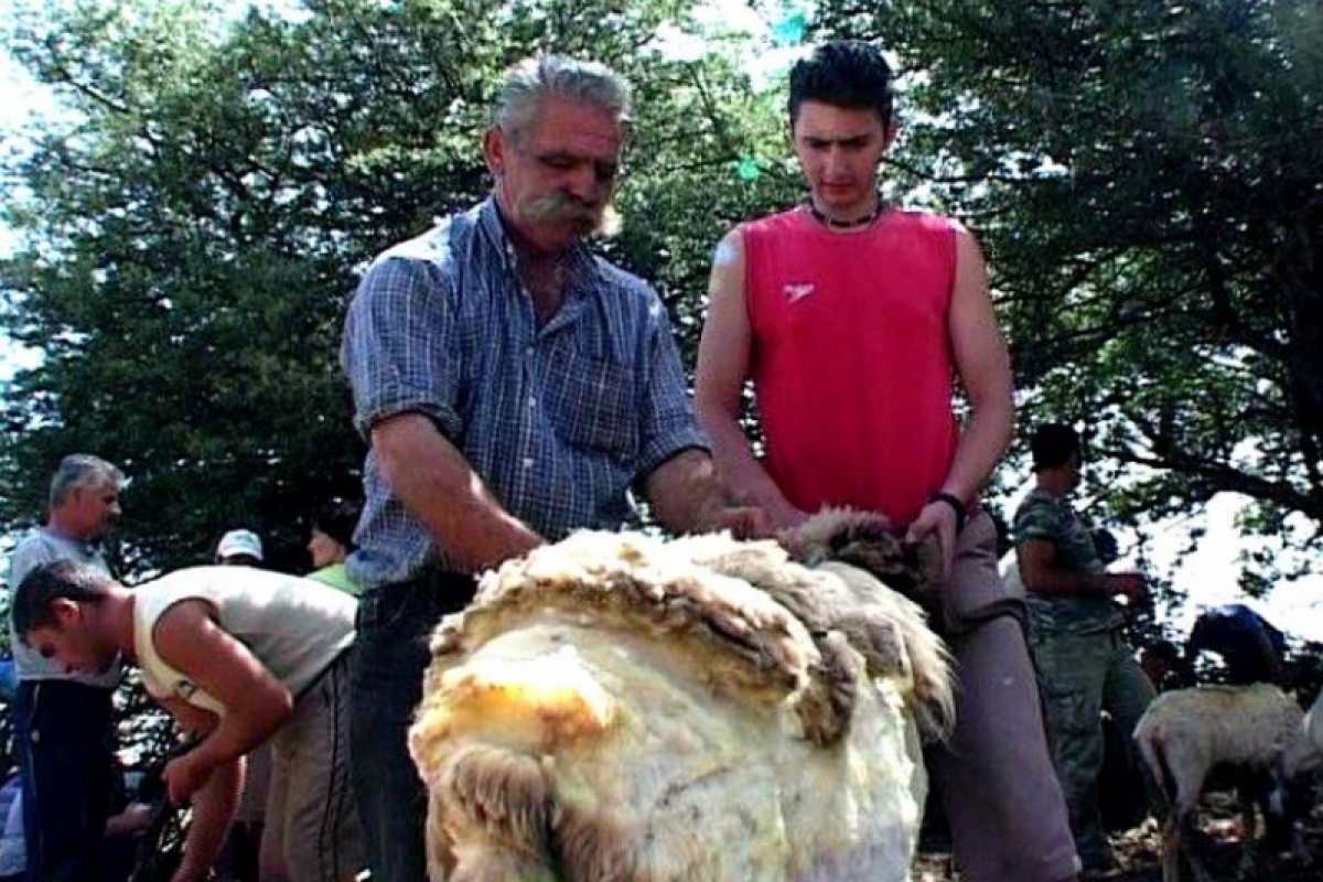 To έθιμο του “κούρου” στα Ακαρνανικά Όρη – Τα αιγοπρόβατα βγάζουν τα χειμωνιάτικά τους