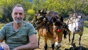 Ο τελευταίος υλοτόμος με μουλάρια στα ελατοδάση της Ευρυτανίας