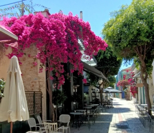 Οι βουκαμβίλιες που δίνουν χρώμα στο Μεσολόγγι (φωτο)