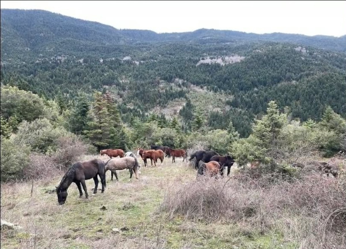 Κράββαρα: Το μαγικό δάσος της Άνω Χώρας στην Ορεινή Ναυπακτία