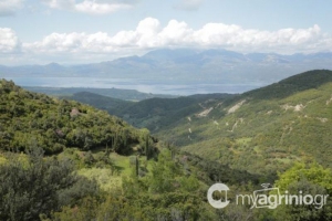 Ο υγρός «χρυσός» που ρέει στην Τριχωνίδα