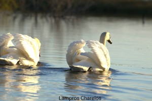 Ραντεβού στην λιμνοθάλασσα του Αιτωλικού: Όταν οι κύκνοι το πάνε σοβαρά!