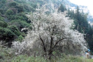 &quot;Μύρισε&quot; άνοιξη στο φαράγγι της Κλεισούρας - Άνθισαν οι αμυγδαλιές