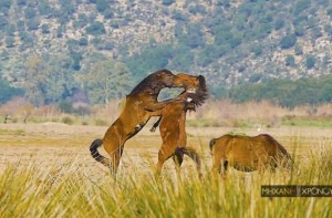 Εντυπωσιακές εικόνες με τα άγρια άλογα στον Λούρο Μεσολογγίου - «Πρωταγωνίστησαν» στο Έπος του 40 (www.mixanitouxronou.gr)