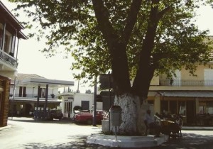 Φυτείες Ξηρομέρου: Ο δεσποτικός πλάτανος που κλείνει έναν αιώνα