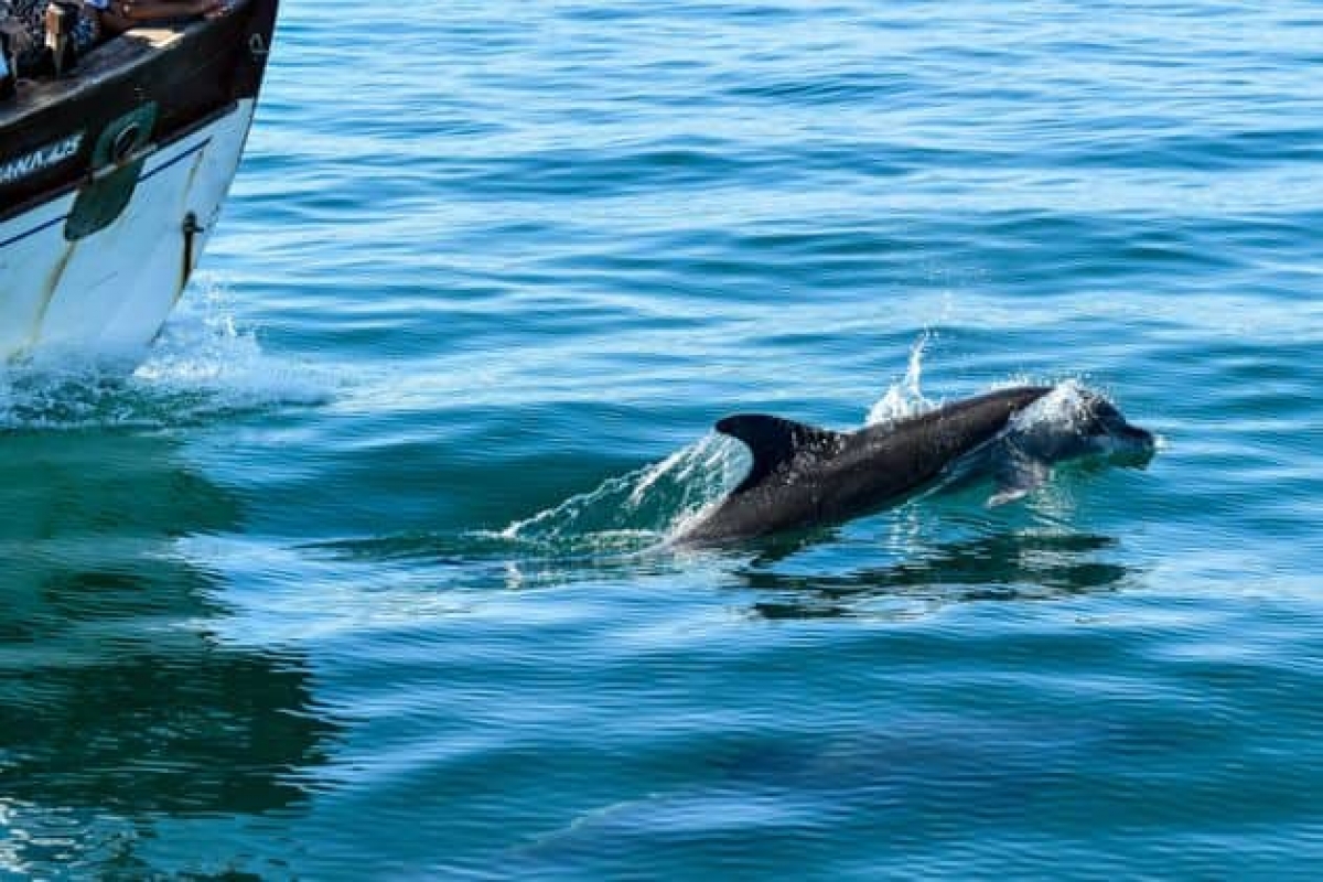 Ο χορός των δελφινιών στον Αμβρακικό κόλπο