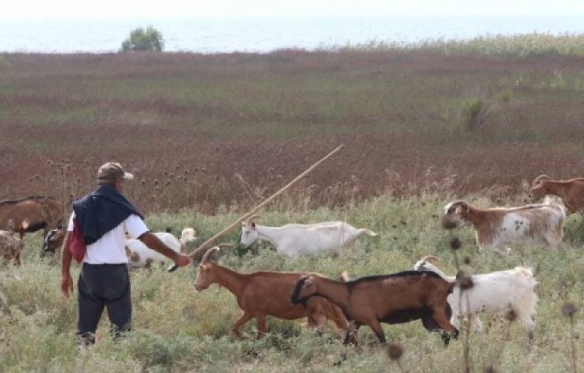 Ένα οδοιπορικό στη κοινωνία των κτηνοτρόφων στα χωριά του ορεινού Βάλτου (video)