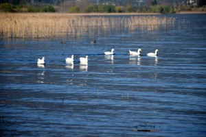 Η λίμνη Τριχωνίδα μέσα από το φακό του Γιάννη Γιαννακόπουλου – «Ανεβαίνει η στάθμη του νερού»