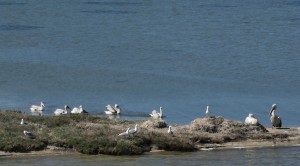 Λευκάδα: Νέα αποικία Αργυροπελεκάνων σε ελληνικό νησί (βίντεο)