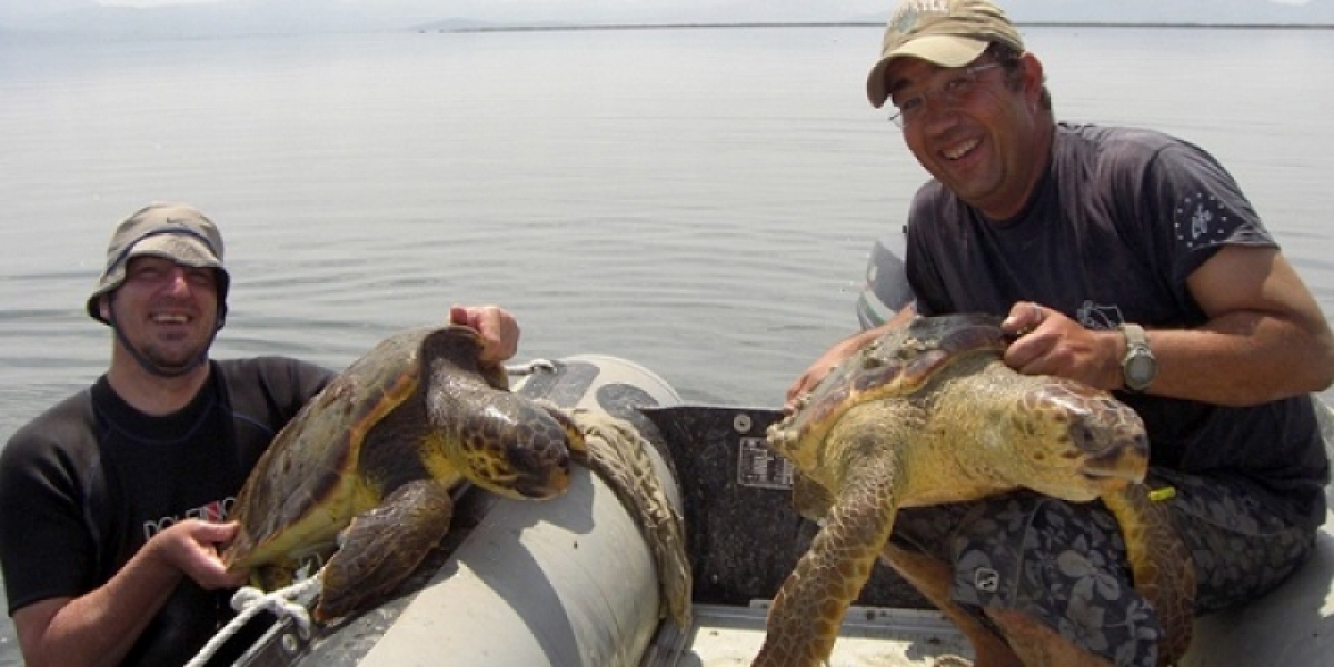 Οι θαλάσσιες χελώνες του Αμβρακικού κόλπου