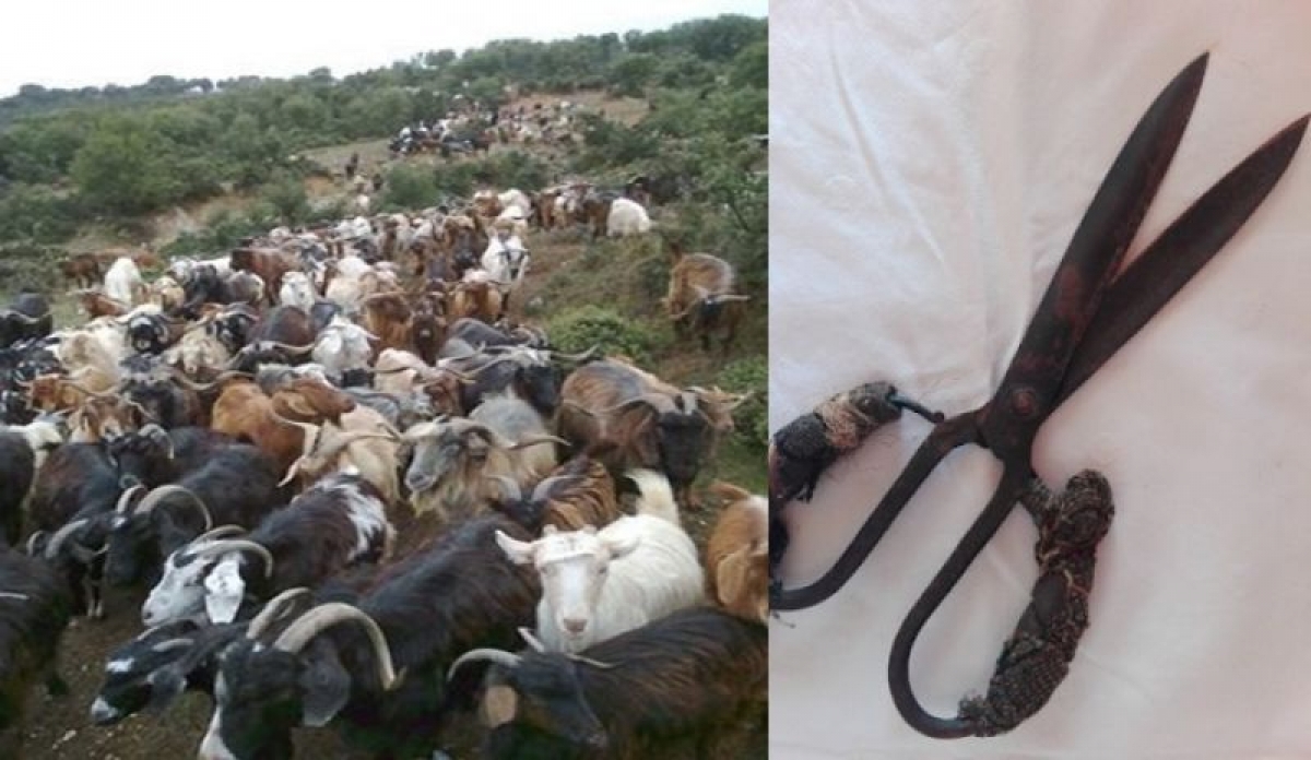 ΚΟΥΡΟΣ: Η γιορτή των κτηνοτρόφων…  (Γράφει η δρ Μαρία Ν. Αγγέλη)