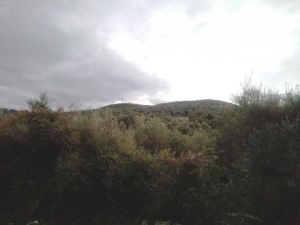 Ο Οθωμανικός πύργος του Μουχτάρ στη Ντουγρή Τριχωνίδας, που όμως είναι απροσπέλαστος λόγω…ζούγκλας!