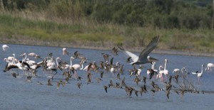 «Φτερωτοί ταξιδιώτες στον Βάλτο Φοινικιάς»