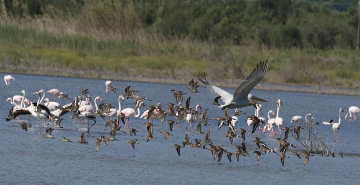 «Φτερωτοί ταξιδιώτες στον Βάλτο Φοινικιάς»