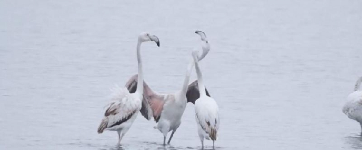 Όταν η φύση… “μεγαλουργεί” στη λιμνοθάλασσα Μεσολογγίου (video)
