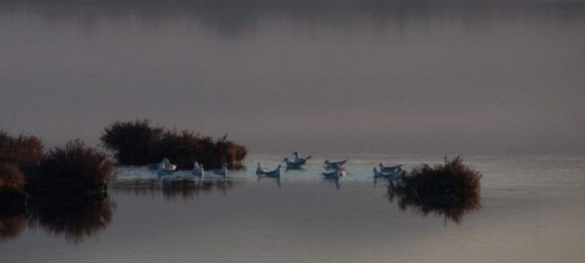 Μοναδικής ομορφιάς στιγμιότυπα από τη λιμνοθάλασσα στο Μεσολόγγι (εικόνες)