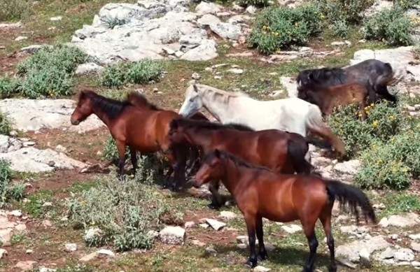 Άγρια άλογα Πεταλά: Ίσως η μεγαλύτερη αγέλη στην Ευρώπη (βίντεο)