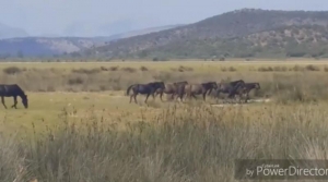 Τα άγρια άλογα του Αχελώου στην περιοχή του Λούρου Αιτωλοακαρνανίας